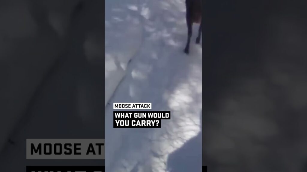 Moose Attack… What would you be carrying in this situation?