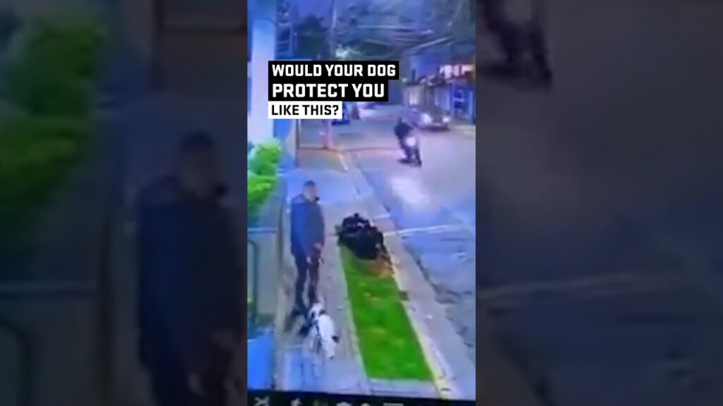 Would your dog protect you like this?